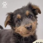 Pies do adopcji, Gdynia, 23 listopada 2025