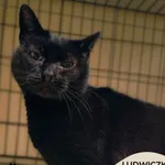 Kot do adopcji, Gdynia, 23 listopada 2025