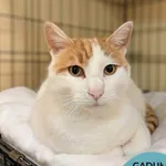 Kot do adopcji, Gdynia, 23 listopada 2025