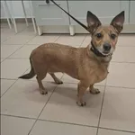 Znaleziono psa, Grudziądz, 23 listopada 2025