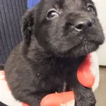 Znaleziono psa, Nowa Krępa, 14 listopada 2025