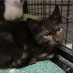 Kot do adopcji, Częstochowa, 17 maja 2025