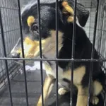 Znaleziono psa, Radom, 23 listopada 2025