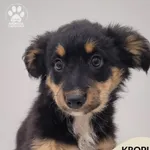 Pies do adopcji, Gdynia, 23 listopada 2025