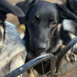 Oddam psa, Warszawa, 24 listopada 2025