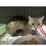 Znaleziono kota, Białystok, 1 listopada 2025