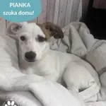 Pies do adopcji, Dąbrówka, 22 listopada 2025