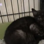 Kot do adopcji, Częstochowa, 17 maja 2025