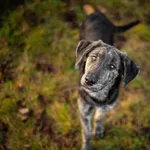 Oddam psa, Blizne Łaszczyńskiego, 24 listopada 2025