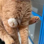 Znaleziono kota, Gdańsk, 24 listopada 2025