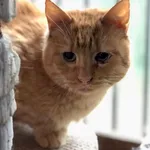 Kot do adopcji, Gdańsk, 24 listopada 2025