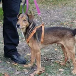 Pies do adopcji, Włocławek, 21 listopada 2025