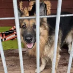 Pies do adopcji, Gorzów Wielkopolski, 24 listopada 2025