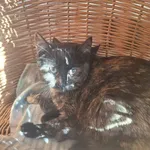 Kot do adopcji, Orzechowce, 22 listopada 2025