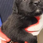 Znaleziono psa, Nowa Krępa, 14 listopada 2025