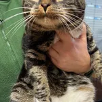 Znaleziono kota, Gdańsk, 24 listopada 2025