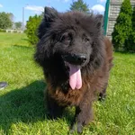 Pies do adopcji, Bełchatów, 26 lipca 2025