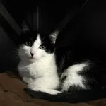 Kot do adopcji, Olsztyn, 22 listopada 2025