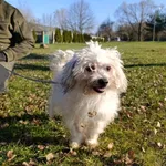 Pies do adopcji, Bełchatów, 31 października 2025