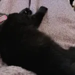 Znaleziono kota, Toruń, 23 listopada 2025