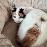 Kot do adopcji, Olsztyn, 20 listopada 2025