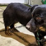 Pies do adopcji, Racławice, 21 listopada 2025