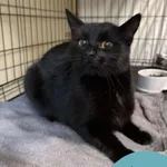 Znaleziono kota, Gdynia, 13 listopada 2025