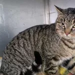 Kot do adopcji, Racławice, 21 listopada 2025