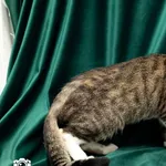 Znaleziono kota, Sosnowiec, 20 listopada 2025