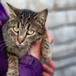 Kot do adopcji, Racławice, 25 listopada 2025