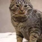 Gigantozaur 668/2025