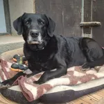 Pies do adopcji, Olsztyn, 1 listopada 2025