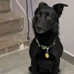 Znaleziono psa, Toruń, 23 listopada 2025