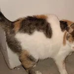 Znaleziono kota, Limanowa, 25 listopada 2025