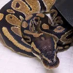 Znaleziono zwierzę, Lublin, 18 listopada 2025