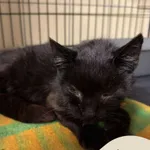 Znaleziono kota, Gdynia, 11 listopada 2025