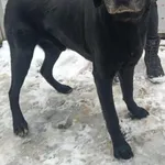 Pies do adopcji, Racławice, 22 listopada 2025