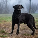 Pies do adopcji, Racławice, 22 listopada 2025