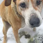 Pies do adopcji, Racławice, 21 listopada 2025