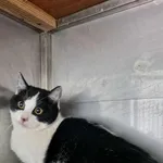 Kot do adopcji, Racławice, 21 listopada 2025