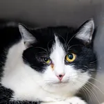 Kot do adopcji, Racławice, 21 listopada 2025