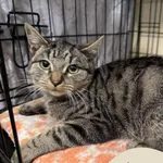 Znaleziono kota, Gdynia, 15 listopada 2025