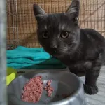 Kot do adopcji, Racibórz, 23 listopada 2025