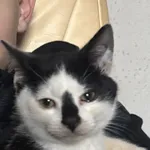 Biało czarny kotek Chyba chłopczyk Wygląda na młodego