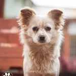 Pies do adopcji, Starogard Gdański, 24 listopada 2025