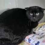 Kot do adopcji, Racławice, 21 listopada 2025