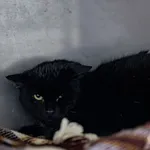 Kot do adopcji, Racławice, 21 listopada 2025