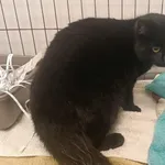 Znaleziono kota, Toruń, 21 listopada 2025