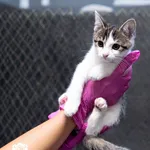 Znaleziono kota, Sosnowiec, 22 listopada 2025