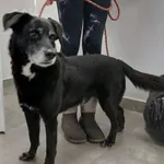 Znaleziono psa, Toruń, 22 listopada 2025